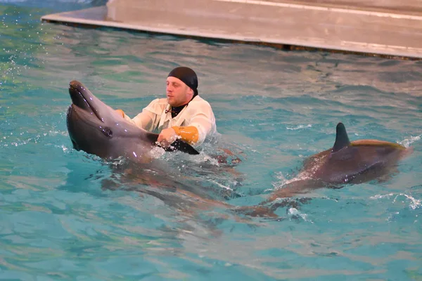 Orenburg, Rusya Federasyonu - 15 Ekim 2017 yıl: eğitmen yunuslar ve Yunuslar