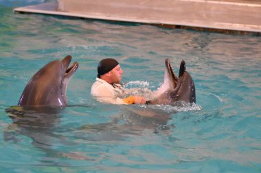 Orenburg, Rusya Federasyonu - 15 Ekim 2017 yıl: eğitmen yunuslar ve Yunuslar