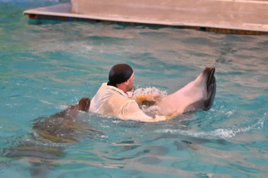 Orenburg, Rusya Federasyonu - 15 Ekim 2017 yıl: eğitmen yunuslar ve Yunuslar