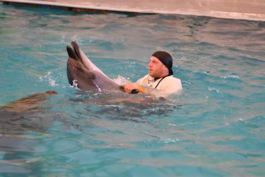 Orenburg, Rusya Federasyonu - 15 Ekim 2017 yıl: eğitmen yunuslar ve Yunuslar