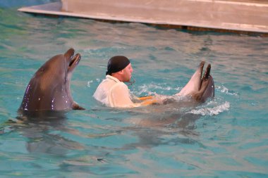 Orenburg, Rusya Federasyonu - 15 Ekim 2017 yıl: eğitmen yunuslar ve Yunuslar