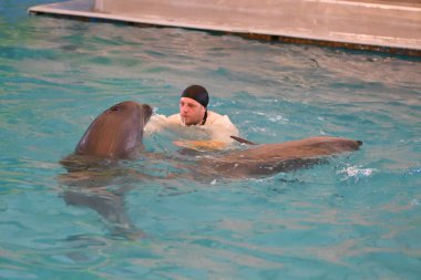 Orenburg, Rusya Federasyonu - 15 Ekim 2017 yıl: eğitmen yunuslar ve Yunuslar