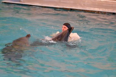 Orenburg, Rusya Federasyonu - 15 Ekim 2017 yıl: eğitmen yunuslar ve Yunuslar
