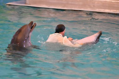 Orenburg, Rusya Federasyonu - 15 Ekim 2017 yıl: eğitmen yunuslar ve Yunuslar