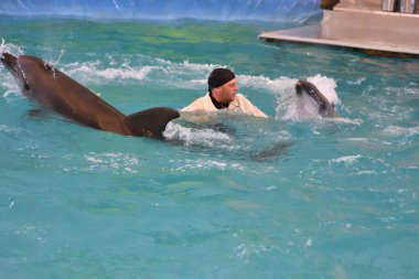 Orenburg, Rusya Federasyonu - 15 Ekim 2017 yıl: eğitmen yunuslar ve Yunuslar