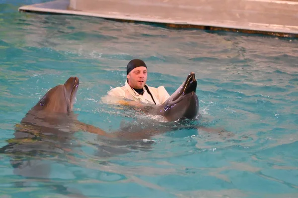Оренбург, Россия - 15 октября 2017 года: Тренер дельфинов и дельфинов — стоковое фото