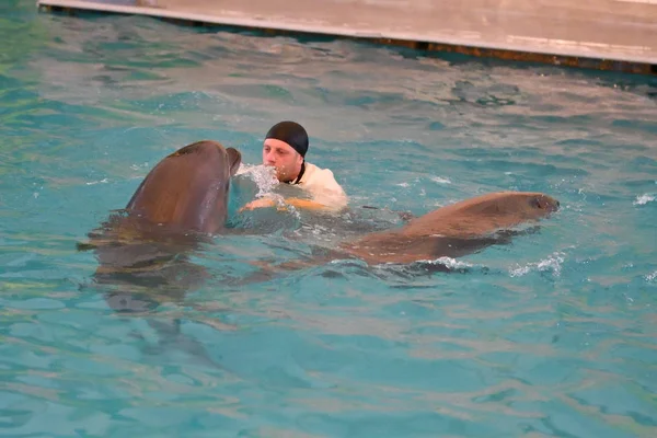 Orenburg, Russia - October 15, 2017 year: Trainer of dolphins and dolphins — Stock Photo, Image