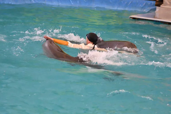 Orenburg, russland - 15. oktober 2017 jahr: trainer von delphinen und delphinen — Stockfoto