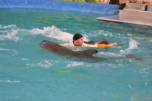 Orenburg, russland - 15. oktober 2017 jahr: trainer von delphinen und delphinen — Stockfoto