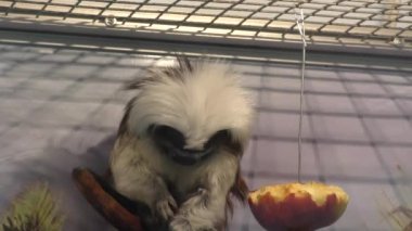 Oedipus Tamarin görünümü igrunkovyh maymun tamarins tür 