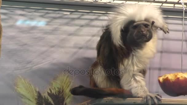 Oedipus Tamarin Weergave Igrunkovyh Apen Soort Tamarins — Stockvideo