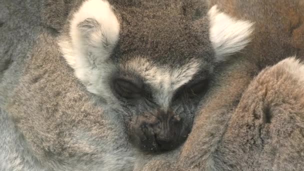 Anello Coda Lemure Lemure Katta Lat Lemur Catta Abita Nelle — Video Stock