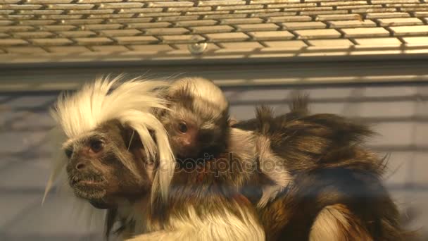 Edipo Tamarin Pequeño Mono Tipo Tamarines Con Cachorro — Vídeos de Stock