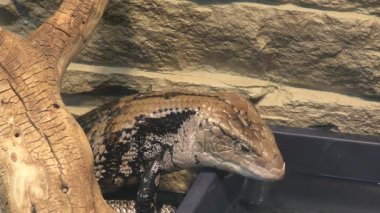 Mavi dilli kertenkele (Lat. Tiliqua scincoides) içme suyu
