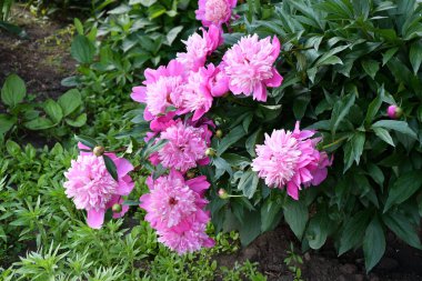 hafif pembe Şakayık