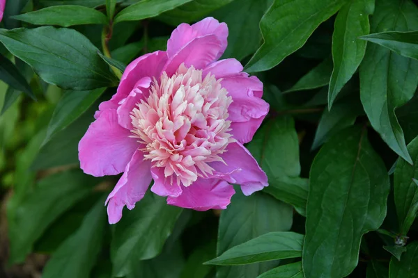 Light pink Peony — Stock Photo, Image