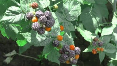Bahçe Berry Blackberry yaz bahçede geldi