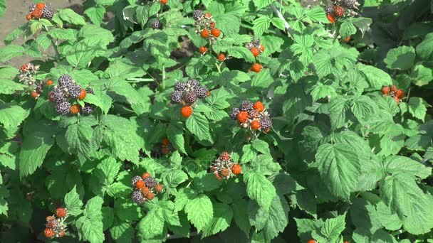 花园浆果黑莓来到了夏季花园 — 图库视频影像