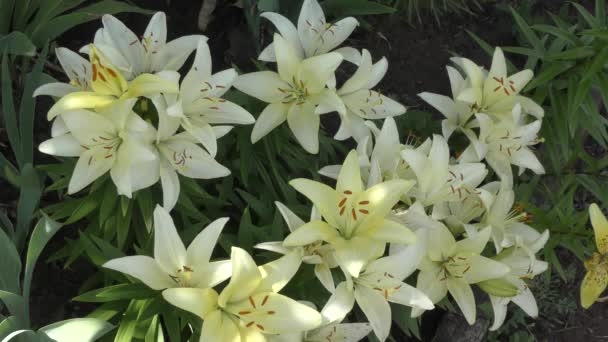 Lily Blanco Amarillo Jardín Verano — Vídeo de stock