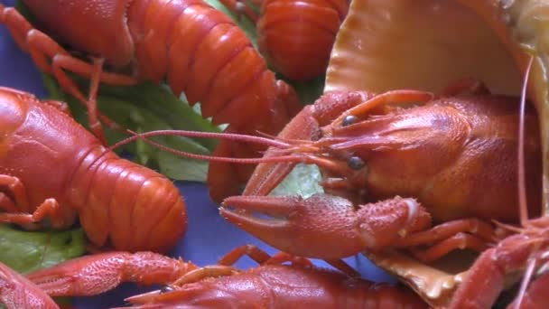 Gekookte Rivierkreeft Gekookt Voor Lunch — Stockvideo