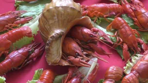 Cangrejos Río Cocidos Para Almuerzo — Vídeos de Stock