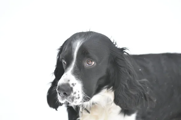 Russian Spaniel — Stock Photo, Image