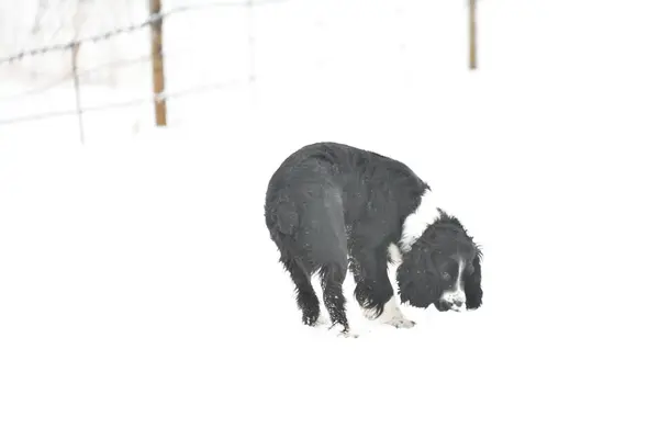 Rosyjski spaniel — Zdjęcie stockowe