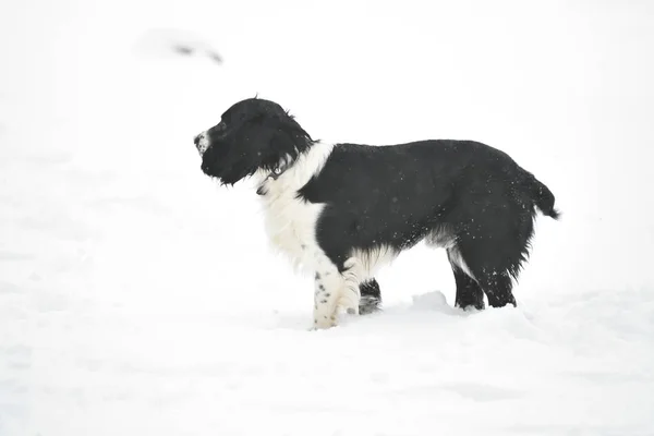 Rosyjski Spaniel przez progulue — Zdjęcie stockowe