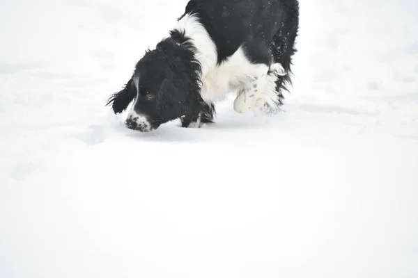 Rosyjski Spaniel przez progulue — Zdjęcie stockowe