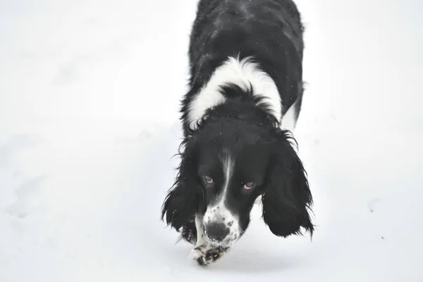 Rosyjski Spaniel przez progulue — Zdjęcie stockowe