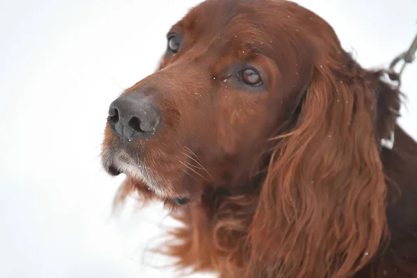 Irländsk röd setter — Stockfoto