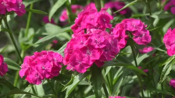 Cravo Flor Turco Dianthus Barbatus Floresce Manhã Primavera — Vídeo de Stock