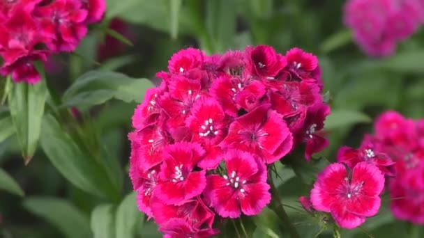 Türkische Nelke Dianthus Barbatus Blüht Frühlingsmorgen — Stockvideo