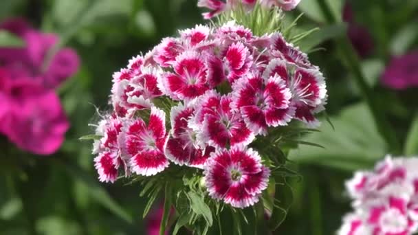 Blomman Nejlika Turkiska Dianthus Barbatus Blommar Våren Morgonen — Stockvideo