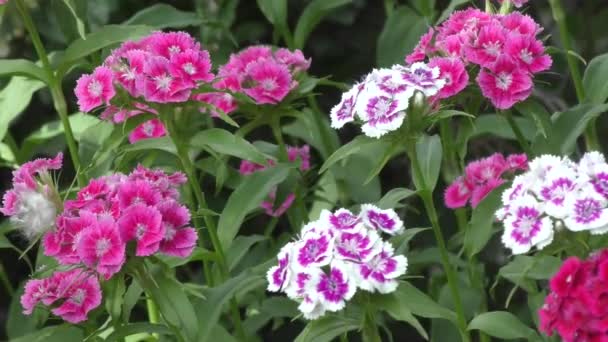 Türkische Nelke Dianthus Barbatus Blüht Frühlingsmorgen — Stockvideo