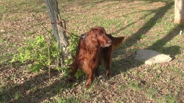 春の朝の散歩にアイリッシュ セッター犬 — ストック動画
