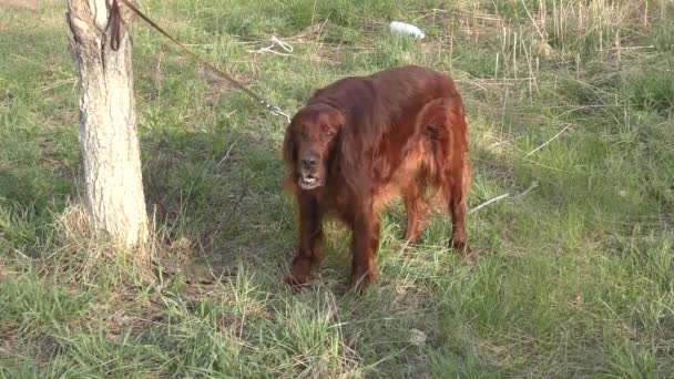 Irländsk Setter Hund Promenad Våren Morgonen — Stockvideo