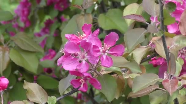 Roze Bloemen Van Appelboom — Stockvideo