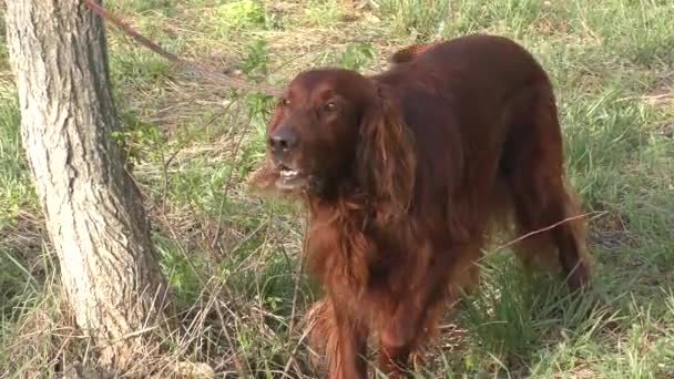 Cão Setter Irlandês Passeio Manhã Primavera — Vídeo de Stock