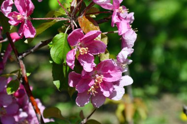 RAI sonra elma ağacının pembe çiçekler