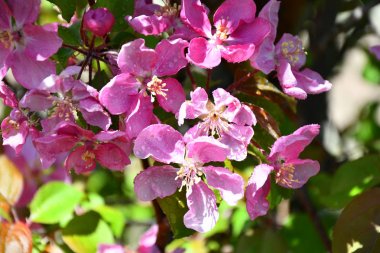 RAI sonra elma ağacının pembe çiçekler