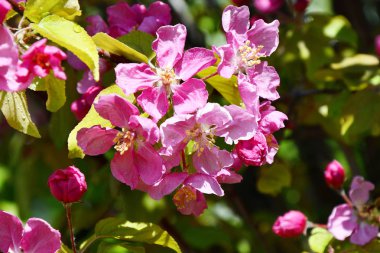 RAI sonra elma ağacının pembe çiçekler