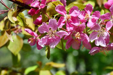 RAI sonra elma ağacının pembe çiçekler