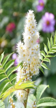 Sorbaria 'nın beyaz çiçeği 