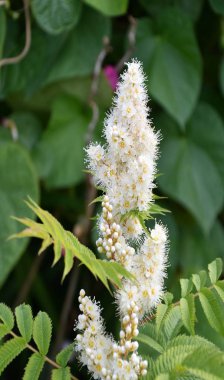 Sorbaria 'nın beyaz çiçeği 