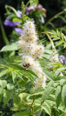 Sorbaria 'nın beyaz çiçeği 