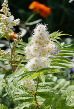 Sorbaria 'nın beyaz çiçeği 