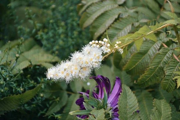 ソルバリアの白い花 — ストック写真