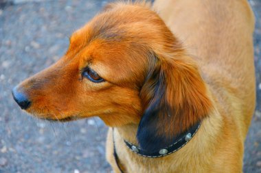 köpek doğurmak dachshund