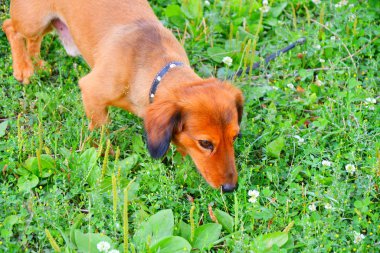 köpek doğurmak dachshund